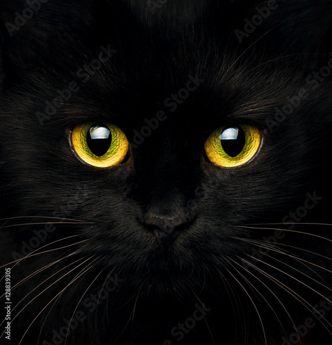 Cute muzzle of a black cat close up © vladstar