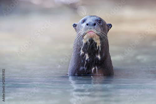 Giant river otter in the nature habitat, wild brasil, brasilian wildlife, pantanal, watter animal, very inteligent creature, fishing, fish