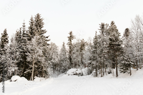 Snow-covered forest in northern Sweden