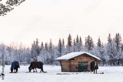 Snowy forest with horses in northern Sweden