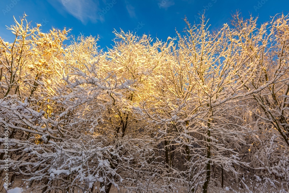Fototapeta premium Snow covered countryside with trees