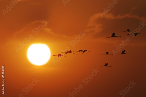 Flamingoes flying wth sun