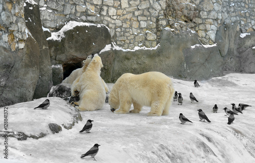 Polar bear mother and two two-year-old bear cubs and a lot of crows