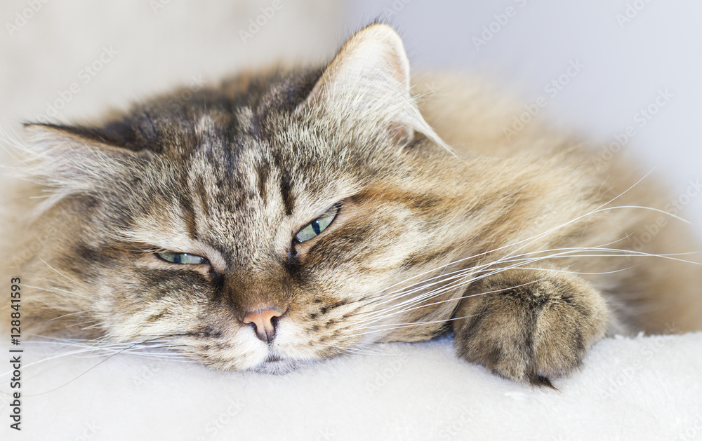 Fototapeta premium sweet brown mackerel cat of siberian breed on the scratching pos