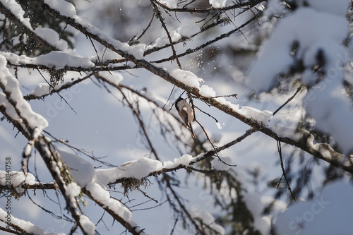 Small gray bird Tit on the snow covered fir tree