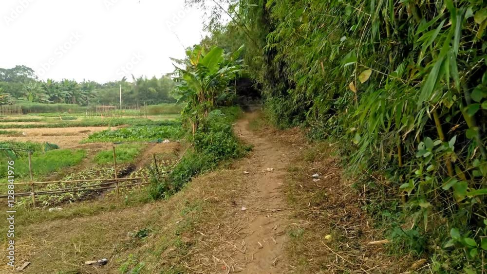 walking on a curved muddy pathway near to cultivate field 4K walking on a curved muddy pathway near to cultivate field 4K
