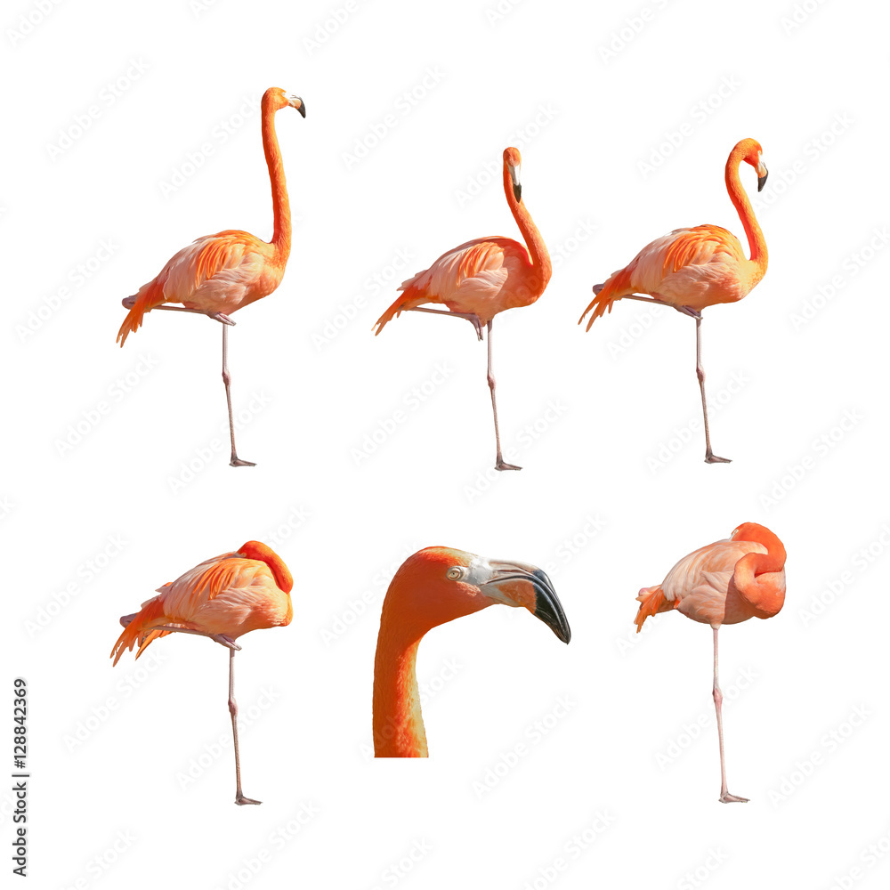 Obraz premium Greater Flamingos sleeping resting and standing isolated on white background. Pack of images.