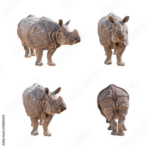 Indian Rhinoceros isolated on white background. Pack of images.