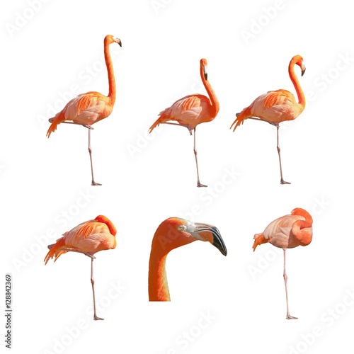 Greater Flamingos sleeping resting and standing isolated on white background. Pack of images.