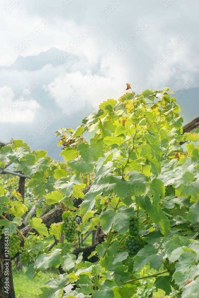 Green grapes on the background of the misty southern Alps. Vertical composition