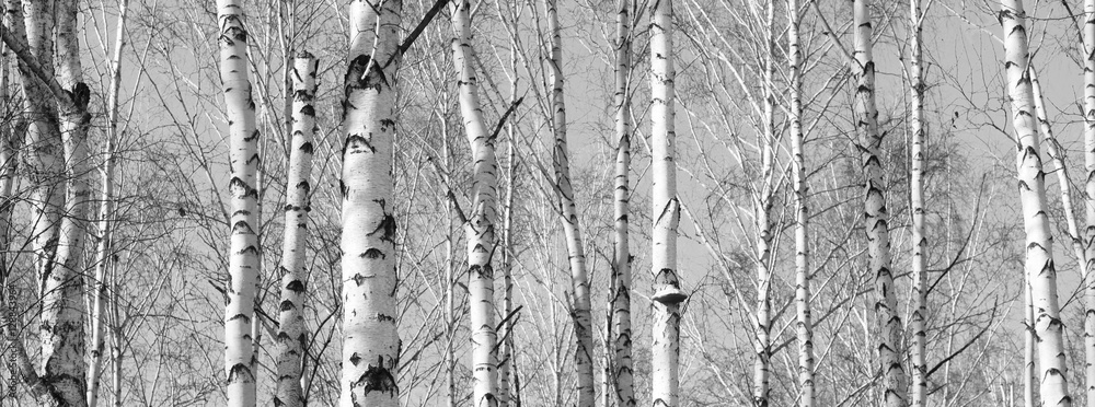 Fototapeta premium Beautiful landscape with birches. Black and white panorama with birches in retro style. Birch grove in autumn. The trunks of birch trees. Black and white panoramic photo of birch trunks.