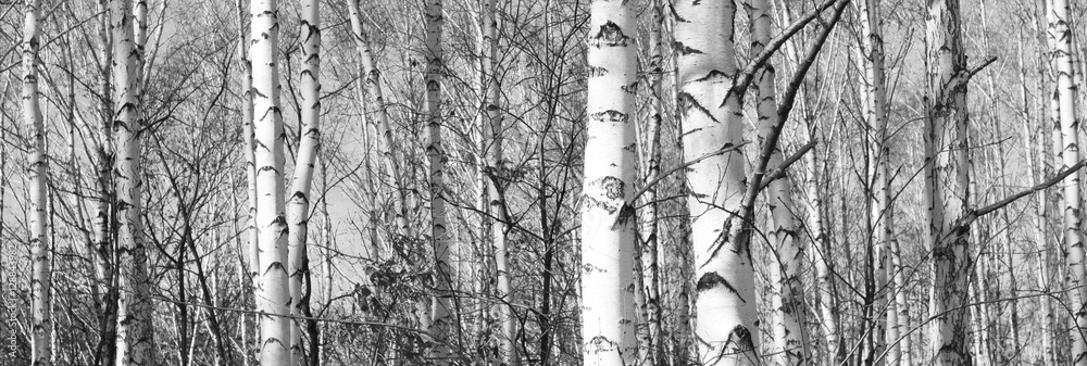 Fototapeta premium Beautiful landscape with birches. Black and white panorama with birches in retro style. Birch grove in autumn. The trunks of birch trees. Black and white panoramic photo of birch trunks.
