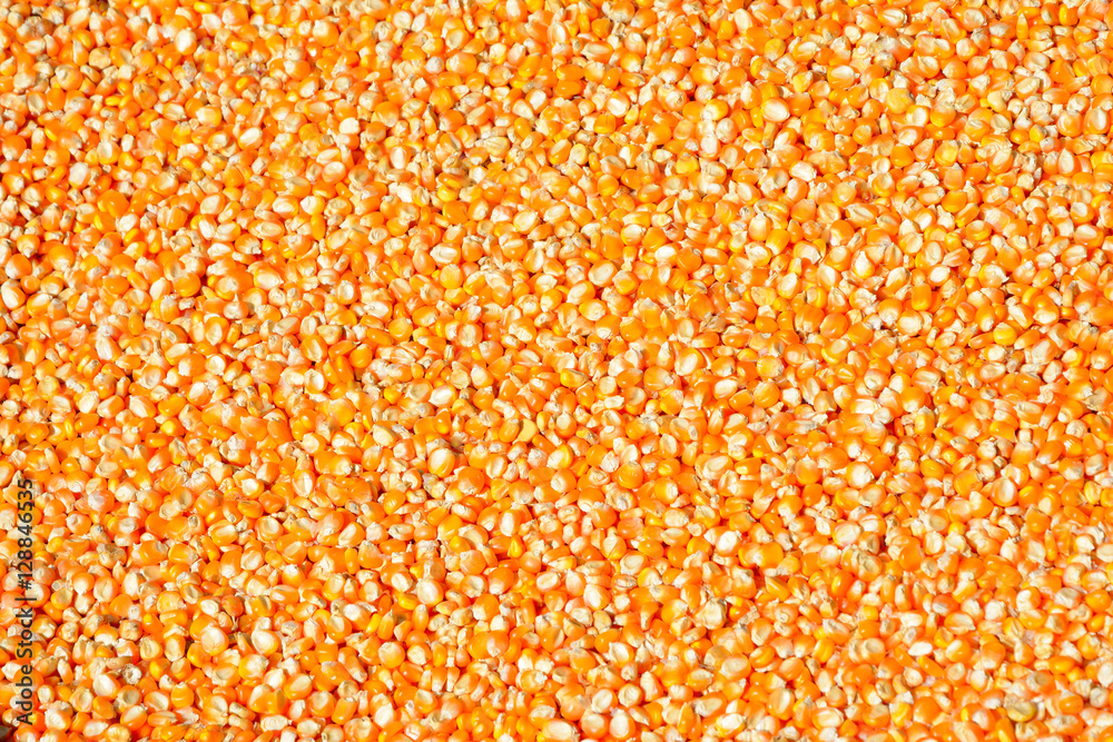 Group of yellow dried corn kernel texture background Group of yellow dried corn kernel texture background