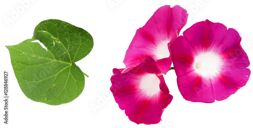 morning glory fresh pink flower, photo manipulation