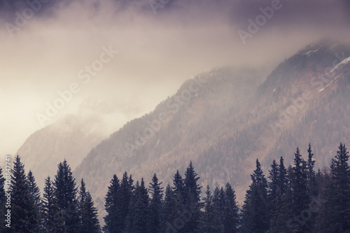 Beautiful mountain landscape. Silhouettes of tall spruce trees a
