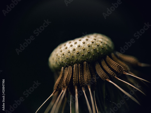 Dandelion on black background, macro