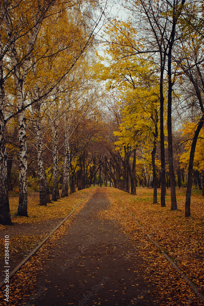 Autumn alley covered with yellow fallen leaves