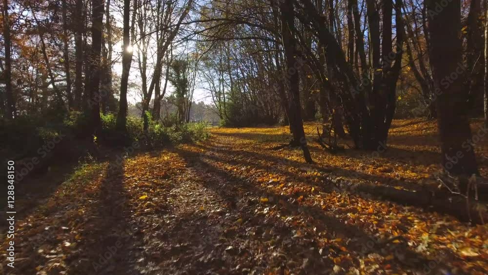 Fall Forest Path at Sunset