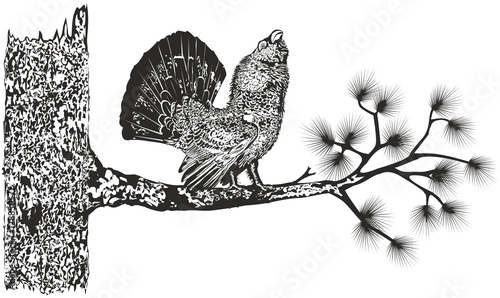 Wood-grouse on a tree/Black-and-white drawing performing courtship ritual capercaillie on a branch of cedar. Eps format and Jpeg.