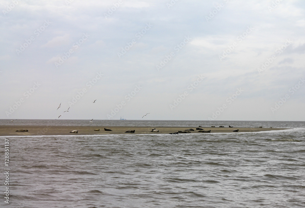 Robben vor Cuxhaven - Nordsee