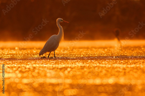 Egret at Sunrise photo