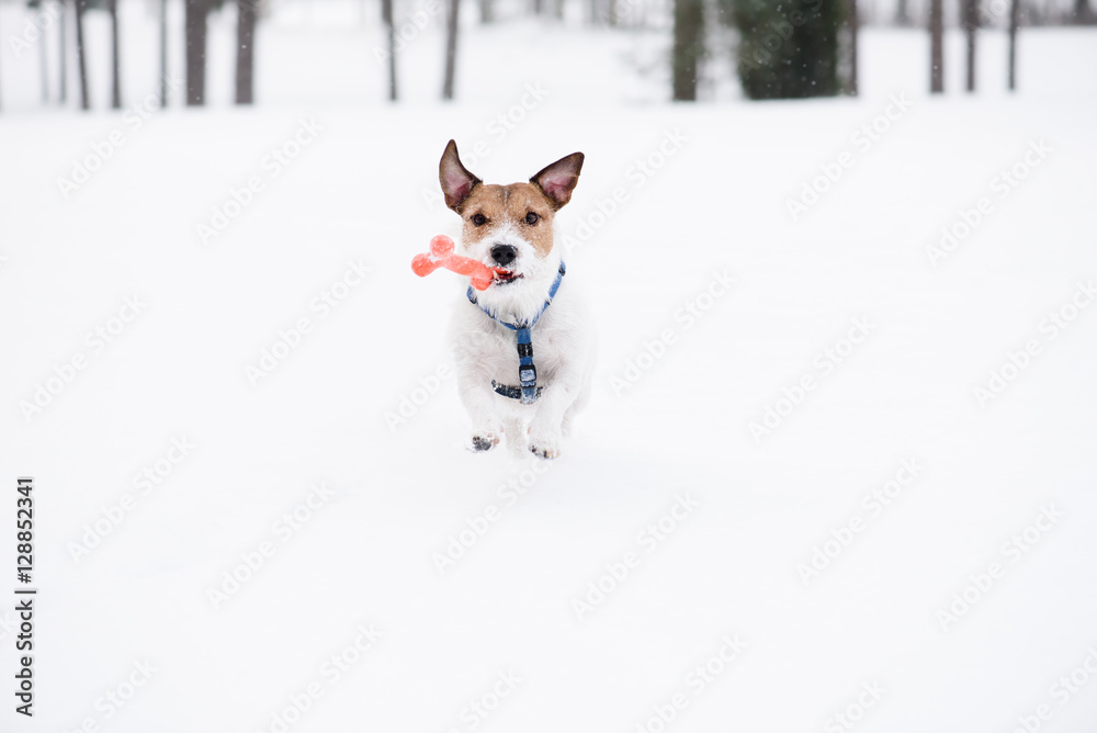 Dog with toy bone running straight at camera on white snow Dog with toy bone running straight at camera on white snow