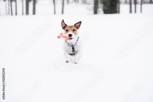 Dog with toy bone running straight at camera on white snow