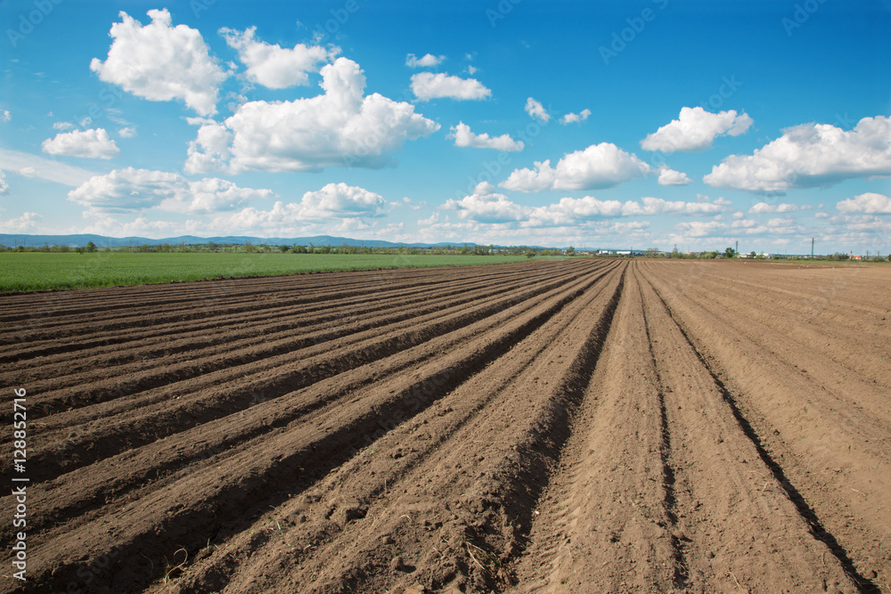 field of potatoes and the sky in spring