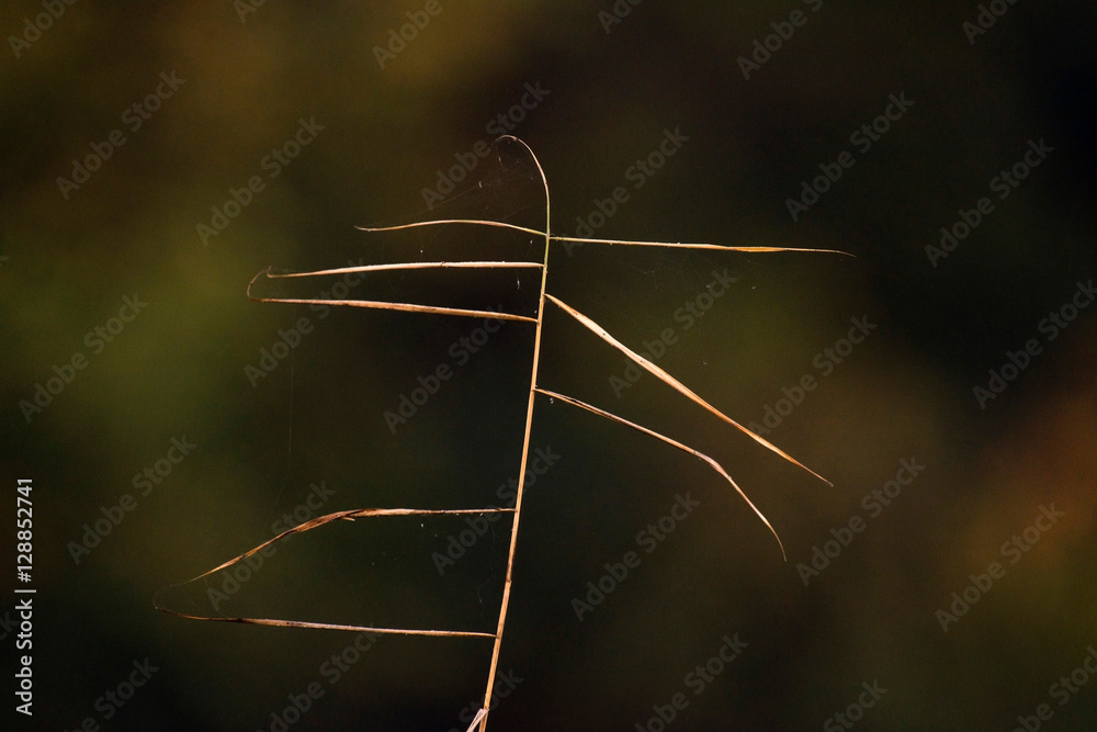 Close-up of blade of grass in autumn. Close-up of blade of grass in autumn.