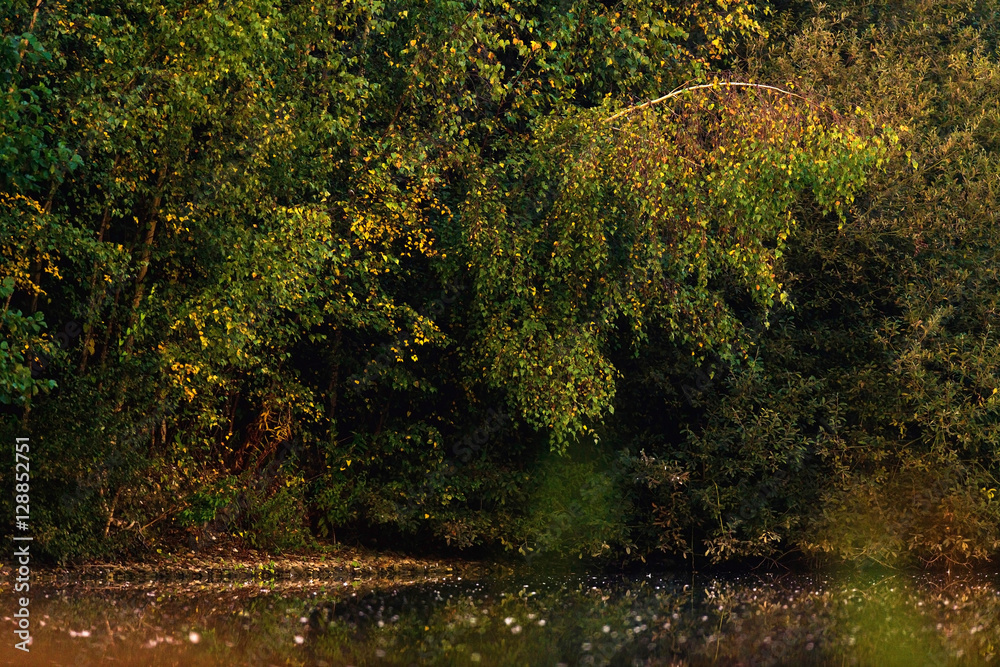 Autumn foliage in a deciduous forest at edge of pond. Autumn foliage in a deciduous forest at edge of pond.