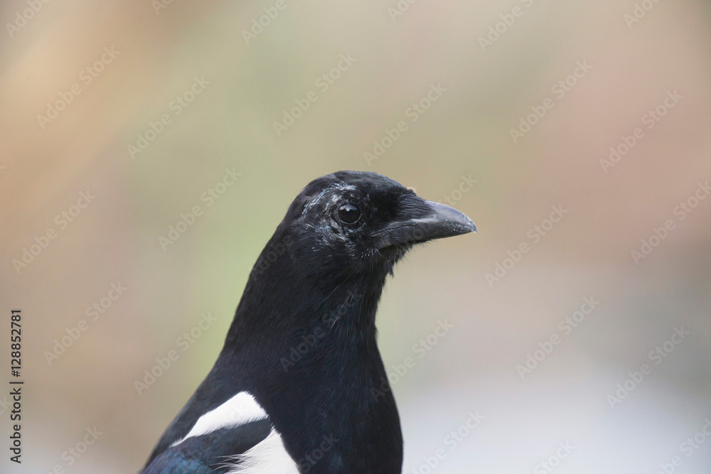 Obraz premium Close-up of eurasian magpie with blurred background.