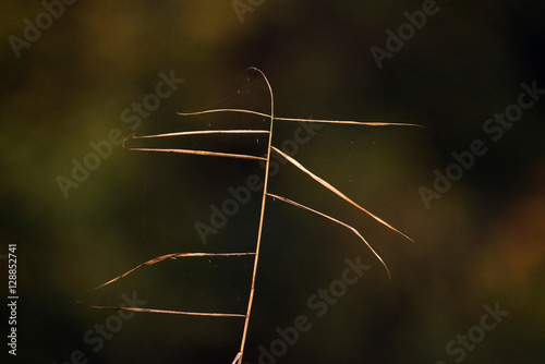 Close-up of blade of grass in autumn.