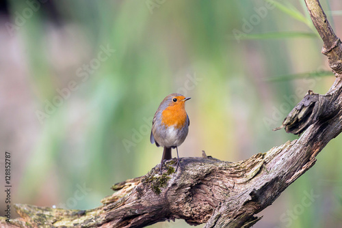 European robin perching on piece of dead wood. © ysbrandcosijn