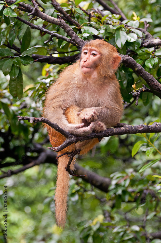 Red monkey sitting on tree branch in mountain wood in Nepal. Red monkey sitting on tree branch in mountain wood in Nepal.