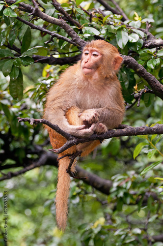 Red monkey sitting on tree branch in  mountain wood in Nepal.