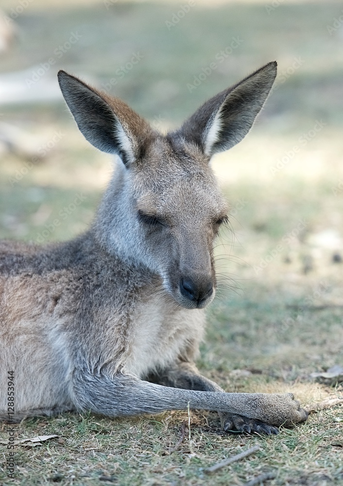 Kangaroo resting up in grasslands in the Australian Outback. Young Kangaroo resting close-up. Australian wildlife