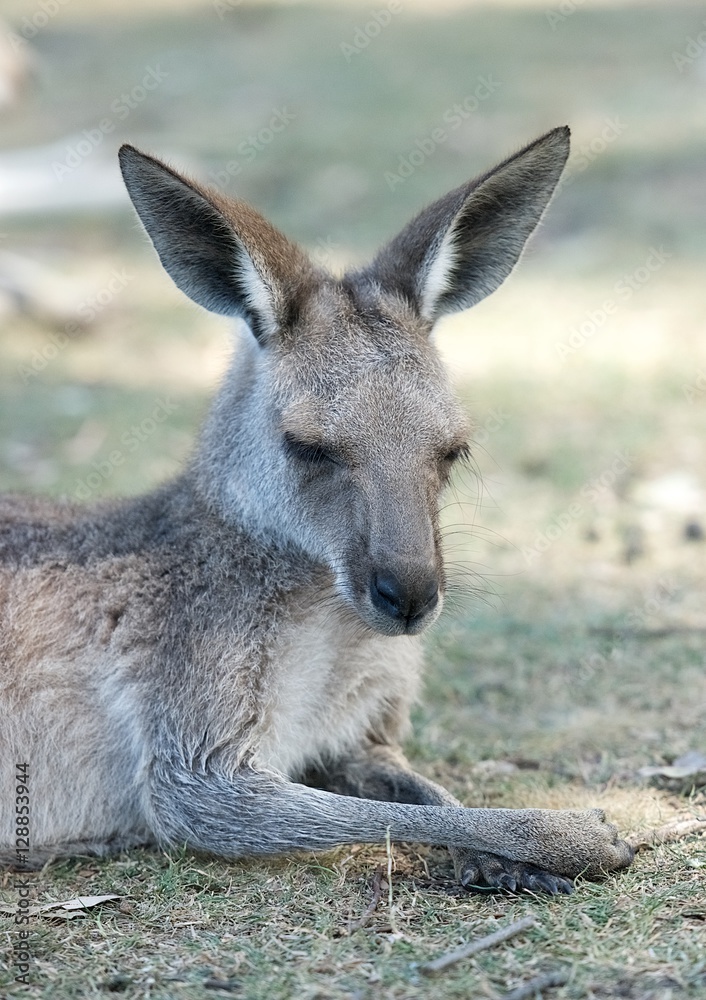 Kangaroo resting up in grasslands in the Australian Outback. Young Kangaroo resting close-up. Australian wildlife Kangaroo resting up in grasslands in the Australian Outback. Young Kangaroo resting close-up. Australian wildlife