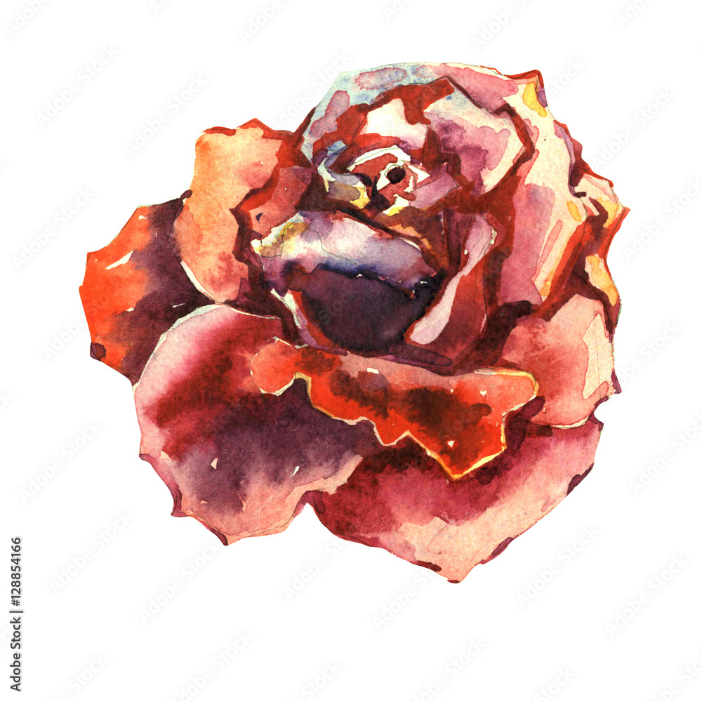 Wildflower rose flower in a watercolor style isolated. Wildflower rose flower in a watercolor style isolated.