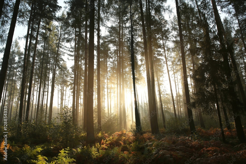 Fototapeta premium Coniferous forest at sunrise
