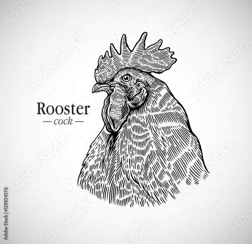 Rooster head in graphic style. Illustration drawn by hand on paper and converted to vector.