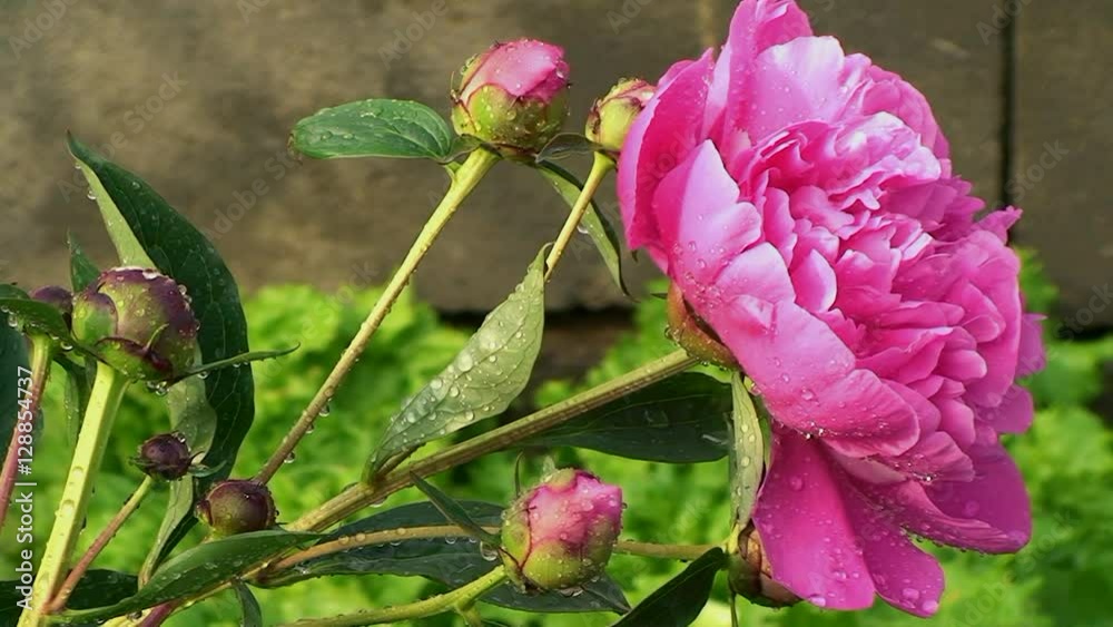 Wassertropfen schmücken die rosa Pfingstrose mit ihren Knospen und Blättern Wassertropfen schmücken die rosa Pfingstrose mit ihren Knospen und Blättern
