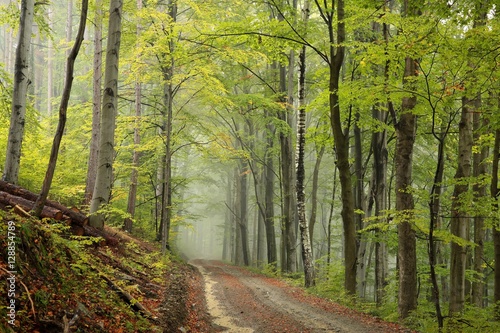 Path through the beech forest on a misty autumn weather