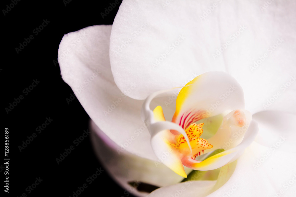 White Orchid on black background White Orchid on black background