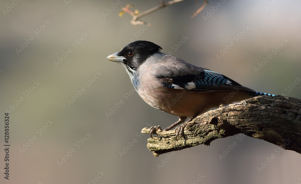 Fototapeta premium Black Headed Jay