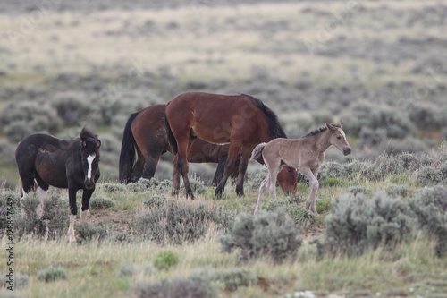 Fototapeta Naklejka Na Ścianę i Meble -  Wild Mustangs of McCullough Peaks Wyoming