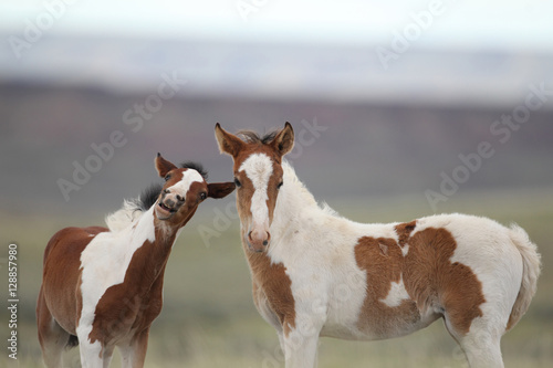 Wild Mustang Foals in Wyoming