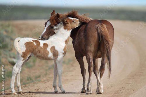 Wild Mustangs of McCullough Peaks Wyoming photo