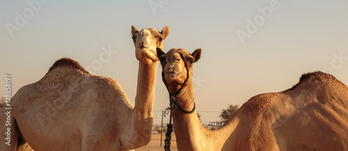 Photography Camels in the desert