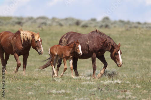 Wild Mustangs of McCullough Peaks Wyoming © Dennis Donohue
