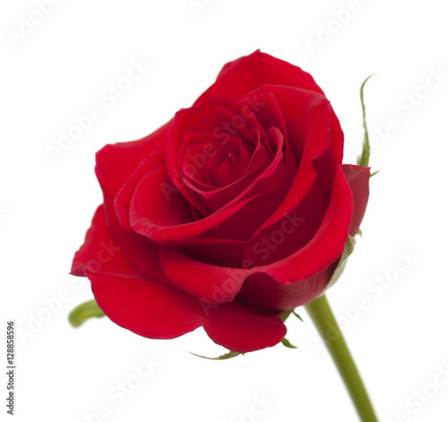 dark red rose isolated